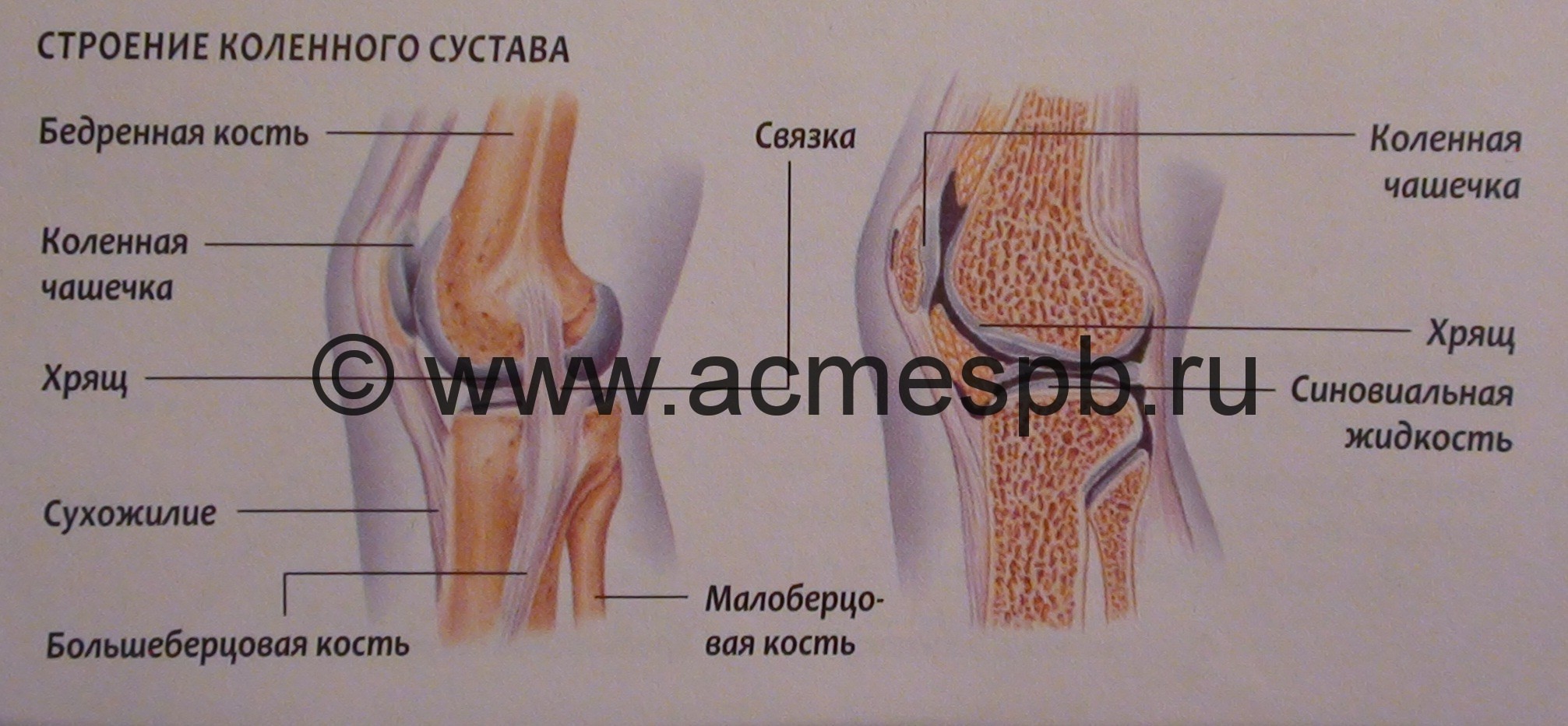 коленный сустав