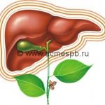 Диета для восстановления печени