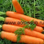 Чем полезна оранжевая красавица морковь?