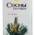 Сосны почки