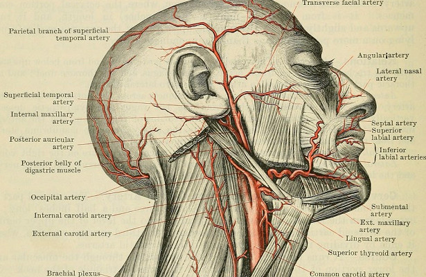 Артерии На Шее Человека Фото