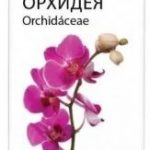 Орхидея масло