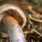 Витамины в лукошке: 5 полезных свойств грибов