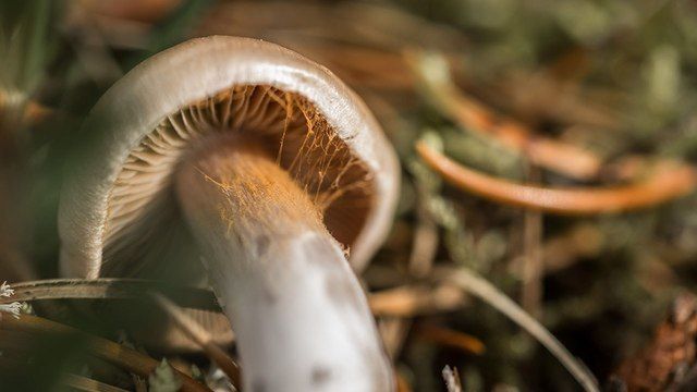 Витамины в лукошке 5 полезных свойств грибов